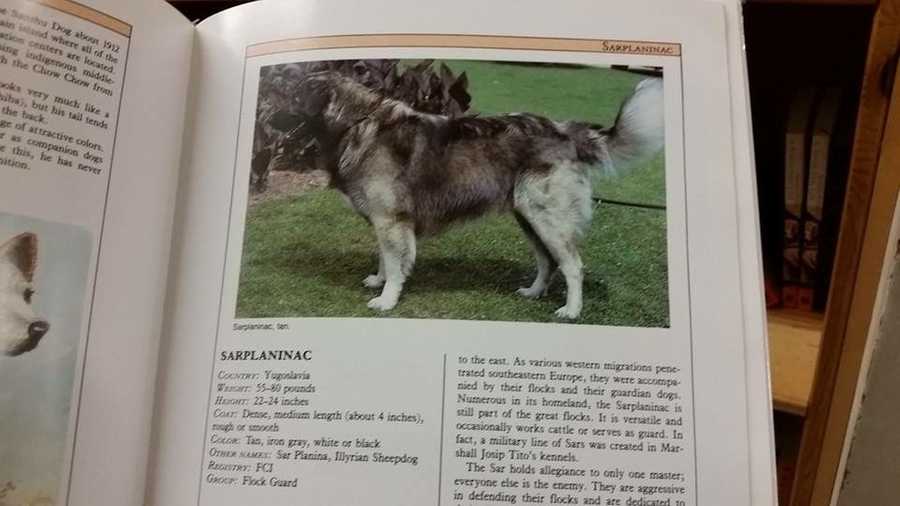 Sarplaninac Dog Book