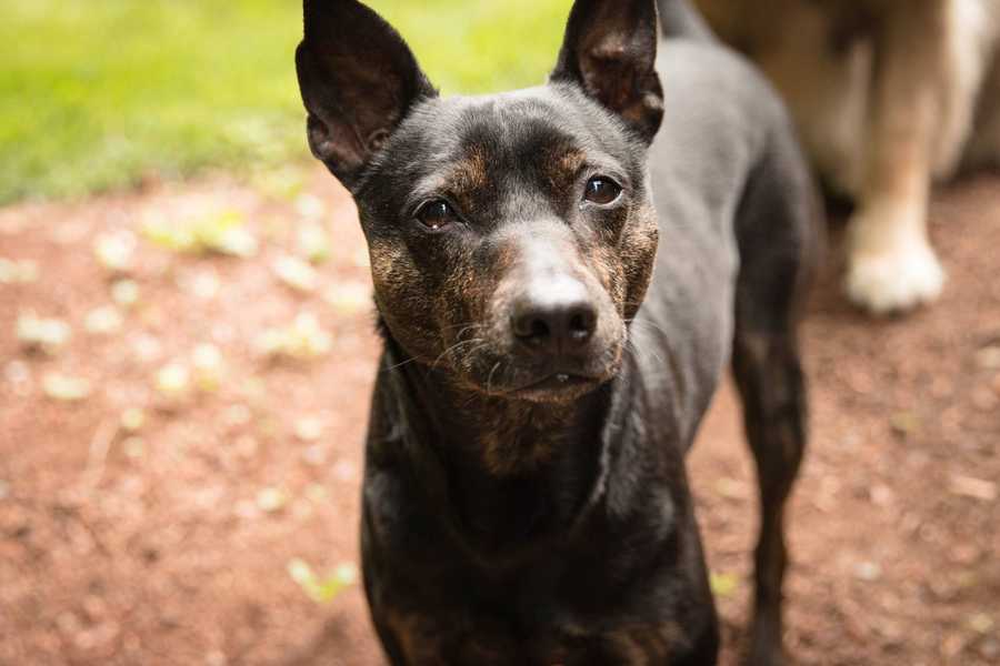 Formosan Mountain Dog
